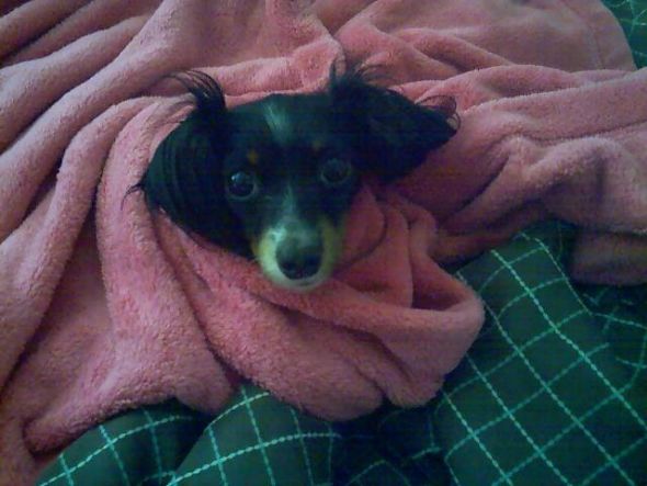 Does your furbaby like to snuggle? :  wedding 031410 12031