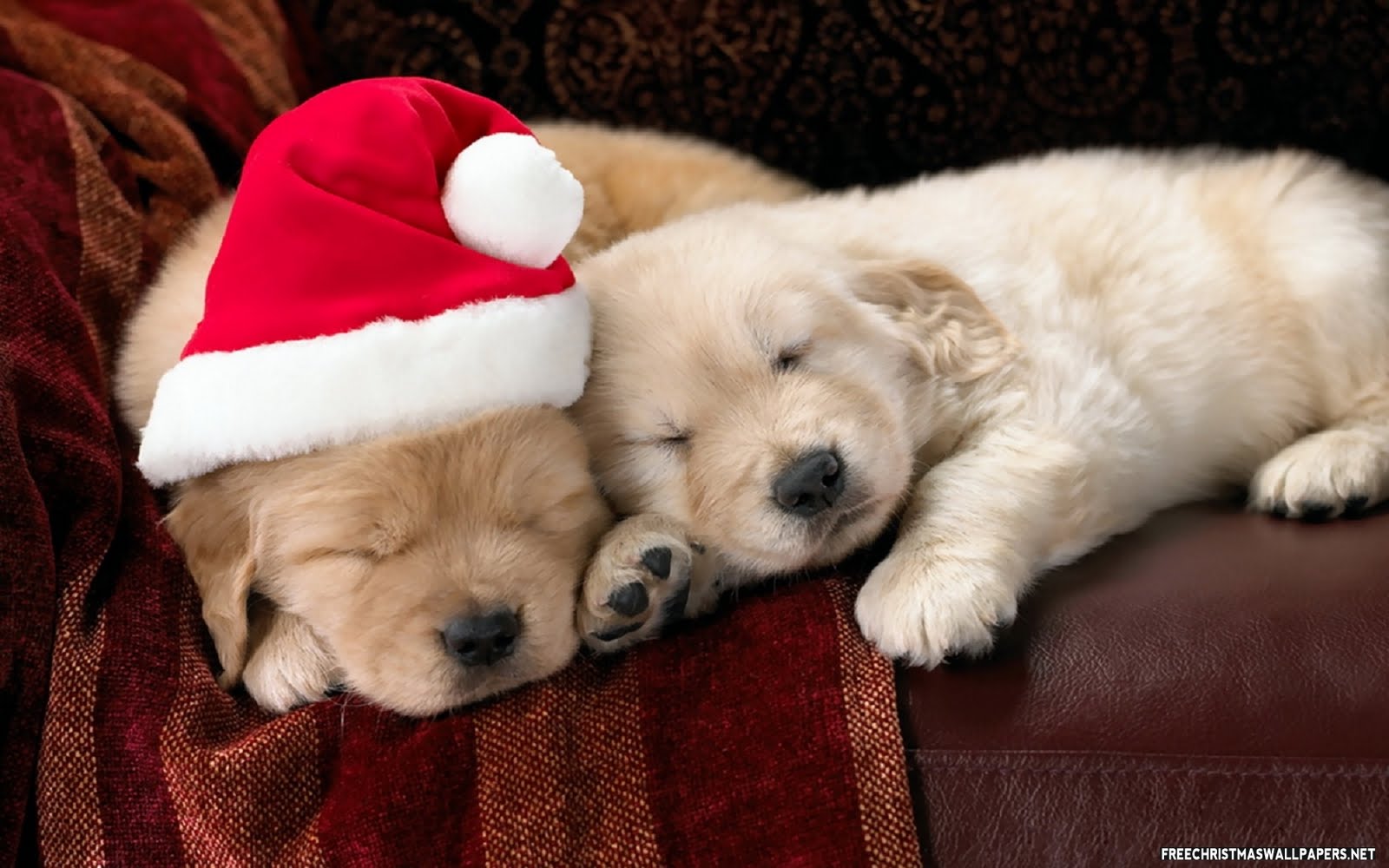 What made you smile today? :  wedding Cute Christmas Puppies