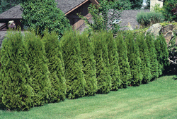 Emerald Cedar Trees