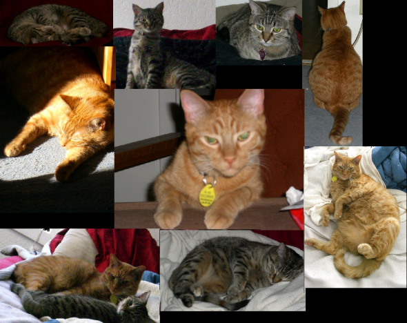 Tabby appreciation thread : wedding 1zjjiw