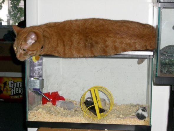 My cats' ingenious hiding techniques - Post your funny pet photos!!! :  wedding 47001 103714723022442 100001517444824 28188 2712569 N