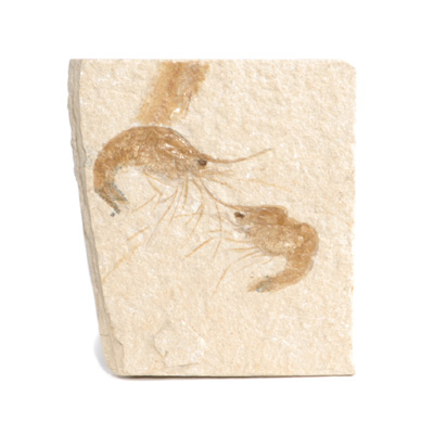 Wedding gift for husband on wedding day : wedding Fossil Shrimp
