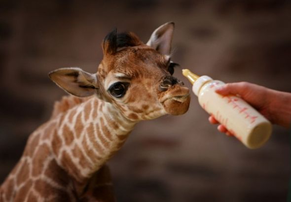 baby animals in love. Who doesnt love baby animals?
