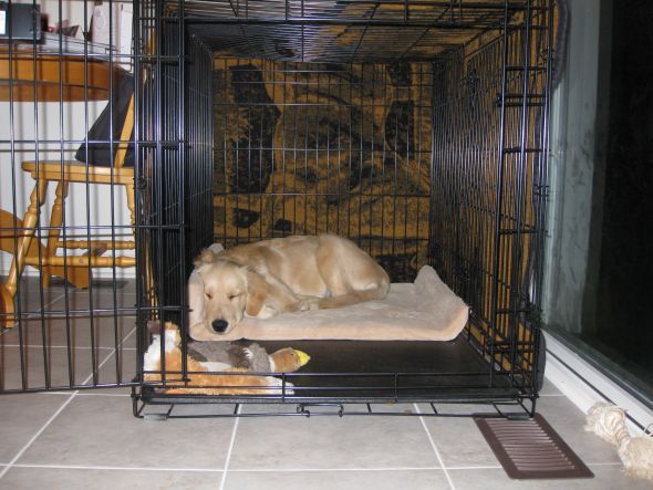 Dog People - Crating? :  wedding crate training IMG 2899
