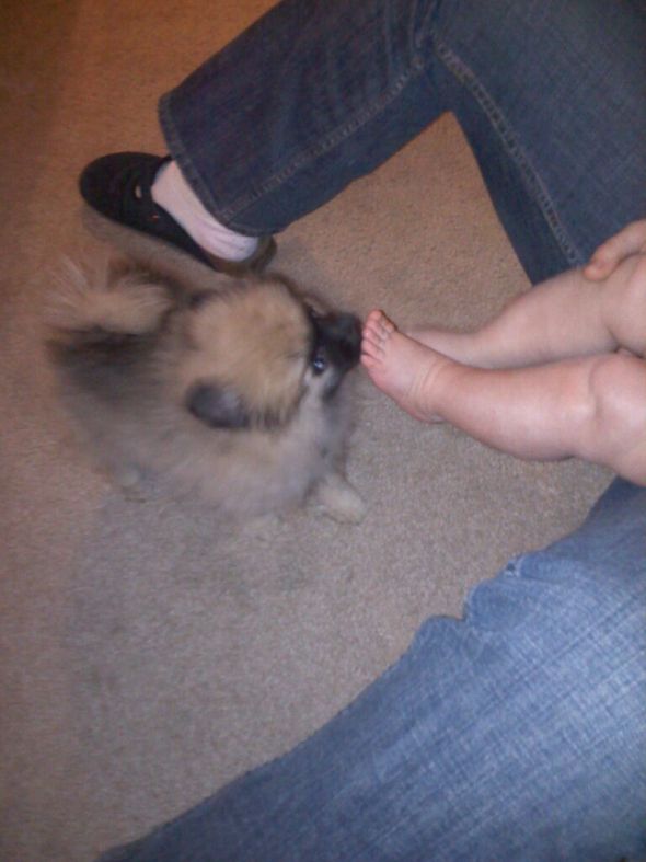 We bought a puppy **pics** : wedding 175650 10150152824000348 777115347 8052797 3667335 O