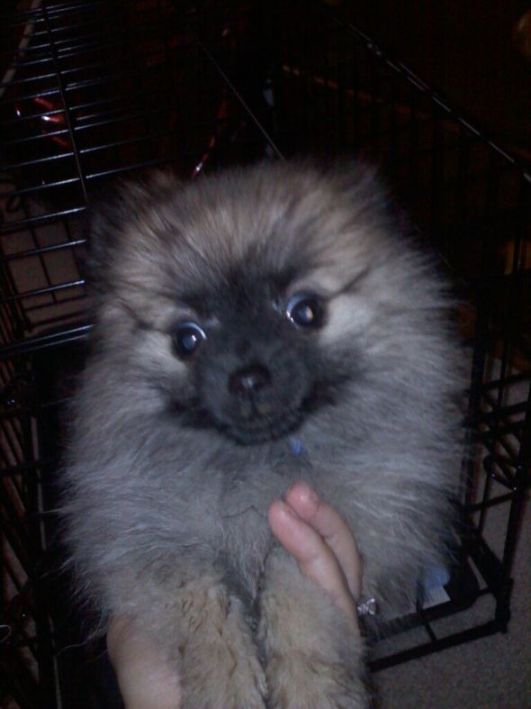 We bought a puppy **pics** : wedding 176932 10150152824455348 777115347 8052801 2332335 O