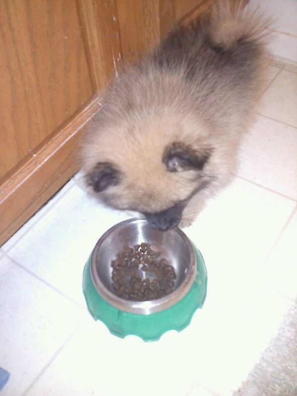 We bought a puppy **pics** : wedding 192020 1015015708163015347 8098771 2526961 O