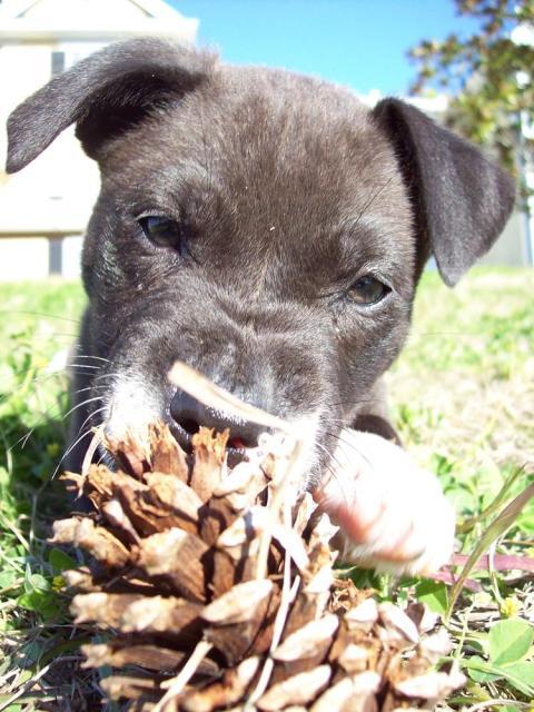 Let's show our furry friends! :  wedding pets puppy kitten cute pictures 6