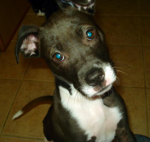 Let's show our furry friends! :  wedding pets puppy kitten cute pictures Lucy
