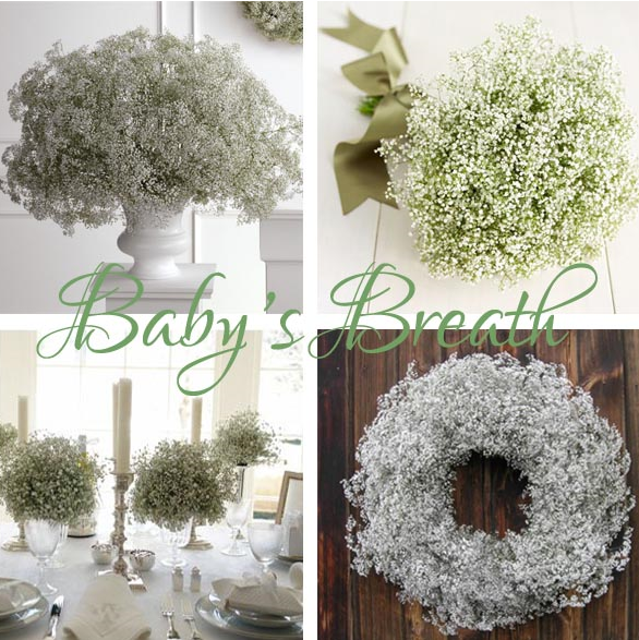 I too am using Baby 39s Breath Bushels for our wedding centerpieces