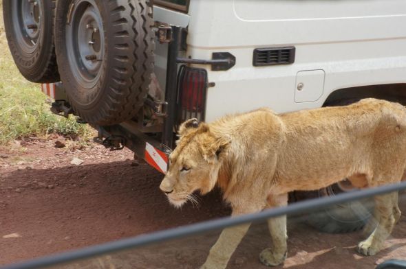 I can't believe it, we leave for Africa tomorrow! :  wedding Lion