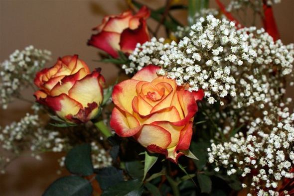 Are these flowers totally unmatchable? :  wedding flowers roses yellow orange red color scheme Most Beautiful Orange Yellow Rose High