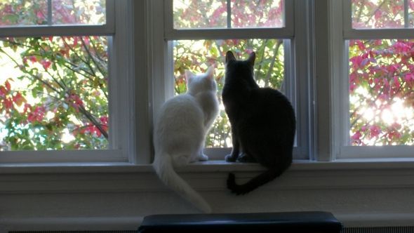 My SO and I are cat lovers! Show off your cats or pets! :) :  wedding pets 100 0616
