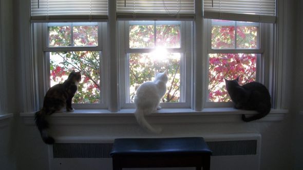 My SO and I are cat lovers! Show off your cats or pets! :) :  wedding pets 100 0618