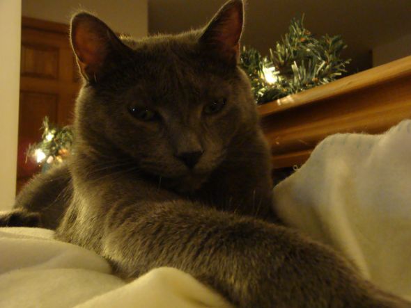 This is for all fur mom's out there! :  wedding animals fur babies cats dogs 095