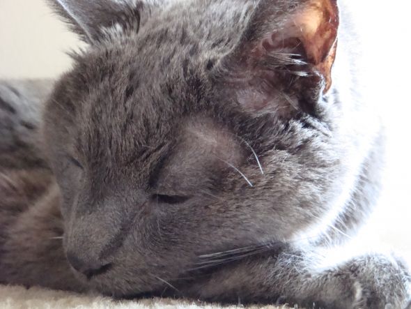 This is for all fur mom's out there! :  wedding animals fur babies cats dogs 553