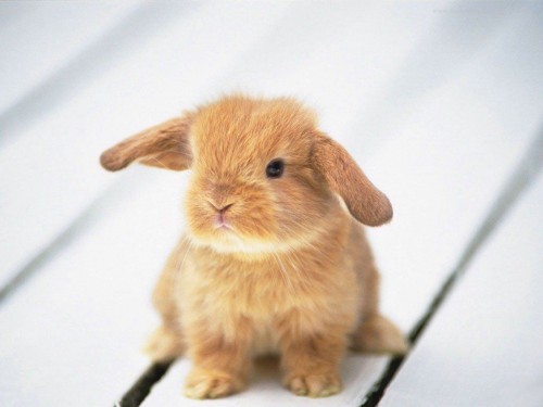 What made you smile today? :  wedding Baby Bunny 5