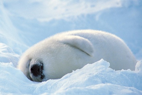 What made you smile today? :  wedding Baby Seal 17