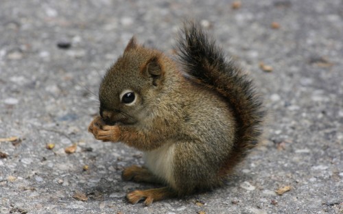 What made you smile today? :  wedding Baby Squirrel 6