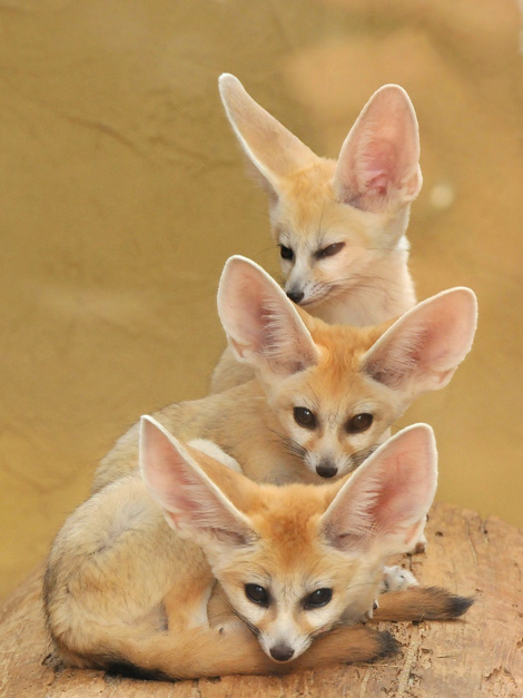 1000+ images about Fennec Foxes on Pinterest | Fennec fox, Foxes and