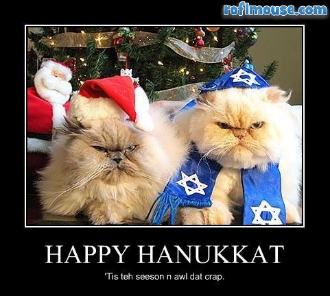 Animals In Festive Holiday Costumes :  wedding Funny Animal Pictures Happy Hanukkat
