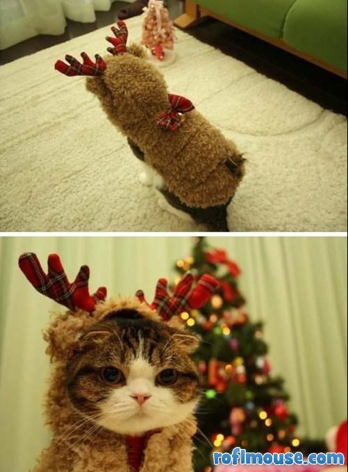 Animals In Festive Holiday Costumes :  wedding Funny Animal Pictures Im Not A Reindeer 1