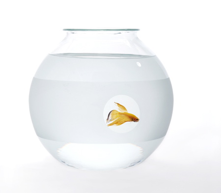 Beachy Centerpieces :  wedding beach nature centerpieces Web Fishbowl Private Matters