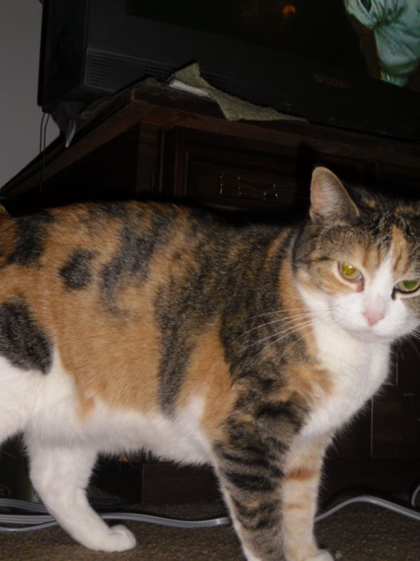 This is for all fur mom's out there! :  wedding animals fur babies cats dogs DSCI0690