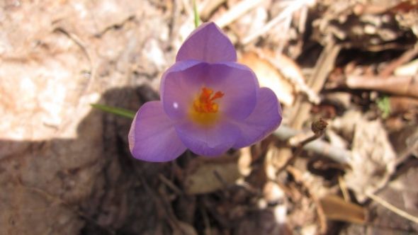 What are your first signs of Spring? :  wedding Flower