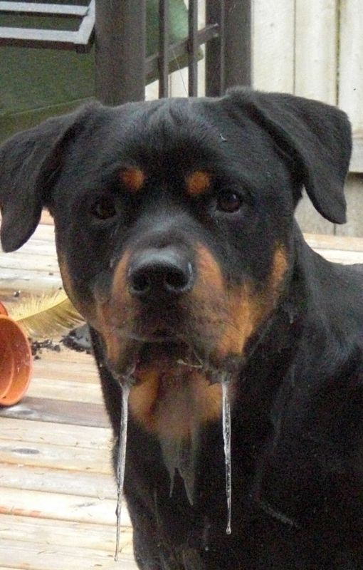 If my pet could talk, what would it say? :  wedding CIMG0447
