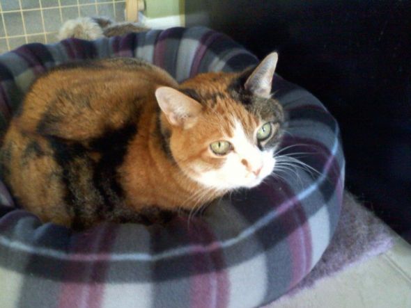 SpinOff:Post a picture of your pet! And tell me why you love them! : wedding animals pets love Gin