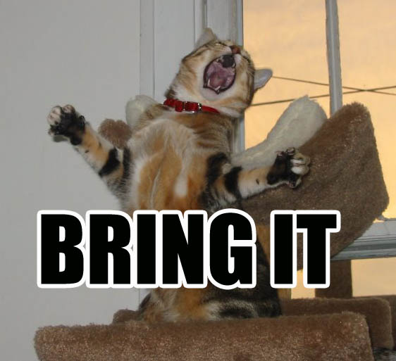 Important PSA... :  wedding Bring It Cat