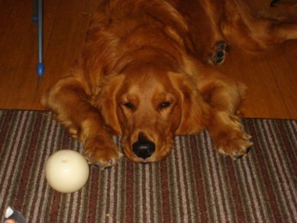 Show me your doggies! :  wedding dogs cute 9232 133093871620 541366620 3024938 5794420 N