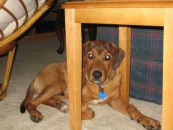 just had to share (cute pics of your pets) :  wedding Roscoe Baby
