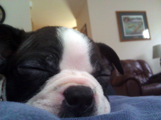 Cute overload!!  Post your sleepy puppy/kitten pics! :  wedding .jpg