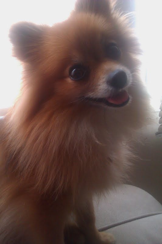 Gratuitous Pet Picture Thread :  wedding Foxy Glamour Shot