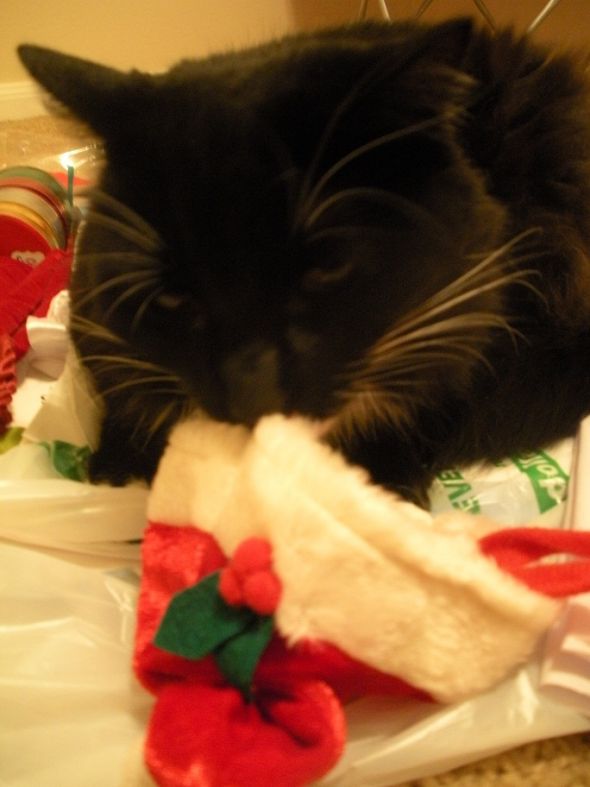Animals In Festive Holiday Costumes :  wedding Bad Santa