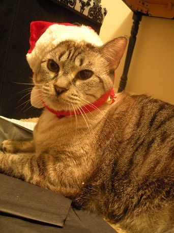 Animals In Festive Holiday Costumes :  wedding Santa Baby