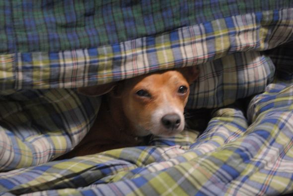 Dear Bees, do you have a dog that loves to snuggle? :  wedding dog that love to snuggle Coons 004