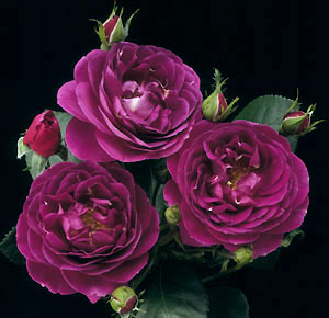 June Brides -- what flowers are you using? :  wedding Roses