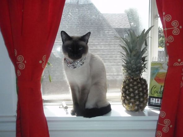 Gratuitous Pet Picture Thread :  wedding 1