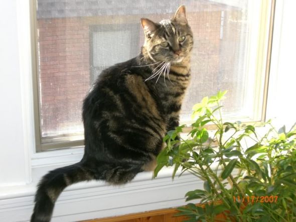 Gratuitous Pet Picture Thread :  wedding 2