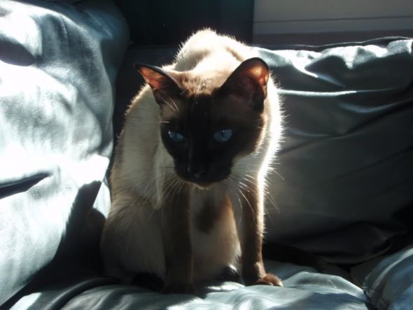 Gratuitous Pet Picture Thread :  wedding 3