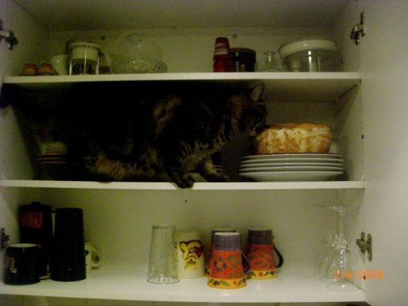What weird things do your pets eat? :  wedding Stalk