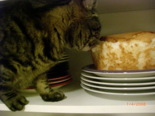 What weird things do your pets eat? :  wedding Stalk 2