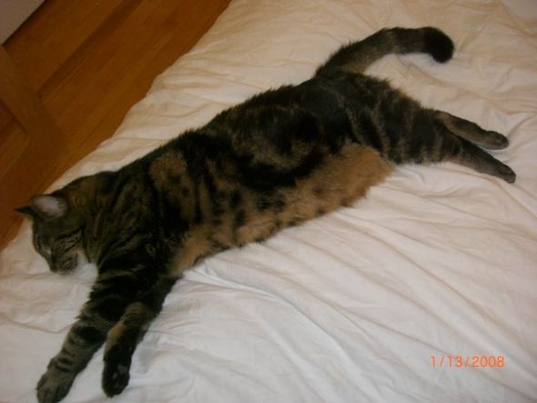 What weird things do your pets eat? :  wedding Stalk 3