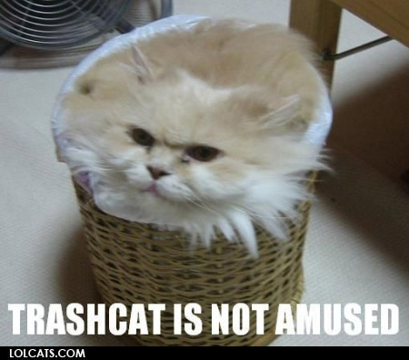 What weird things do your pets eat? :  wedding Lolcatsdotcom49tosgbjlawzcfc7