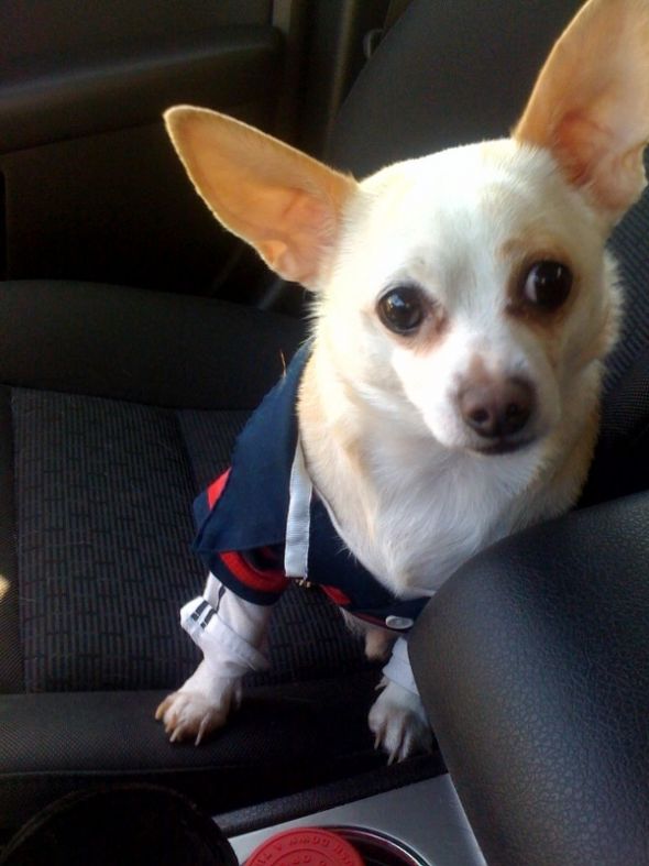 SpinOff:Post a picture of your pet! And tell me why you love them! : wedding animals pets love Frank1