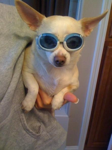 SpinOff:Post a picture of your pet! And tell me why you love them! : wedding animals pets love Frankie1