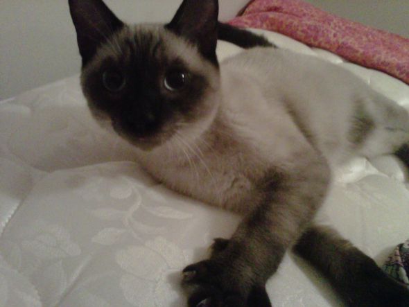 Cute pics of my kitties guaranteed to make you smile :). Post your pics too! :  wedding kitten cute Oliver3